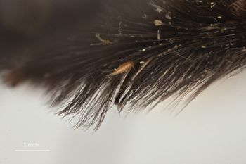 Media type: image;   Entomology 810671 Aspect: Leg hind